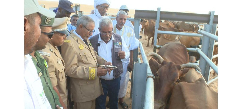 الحوض الشرقي: إطلاق حملة للصحة الحيوانية تستهدف 100 ألف رأس
