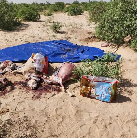 مسالخ نواكشوط تحجز لحوما بأختام مزورة في توجنين